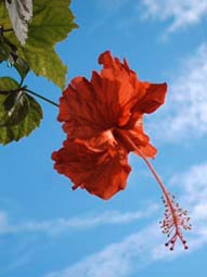 meine 2. liebster Hybiskus