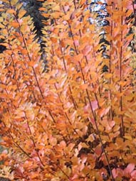 herbstlicher Perückenstrauch